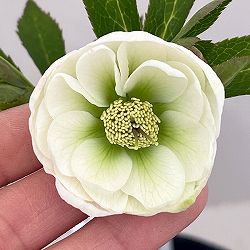 大和園さんのクリスマスローズ：26-08ダブル／4.5号ポット【現品販売】