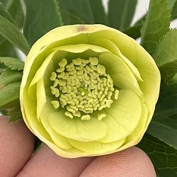 大和園さんのクリスマスローズ：26-10ダブル／4.5号ポット【現品販売】