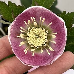 大和園さんのクリスマスローズ：26-11パステリッシュストレイン／4.5号ポット【現品販売】