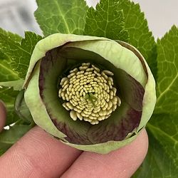 大和園さんのクリスマスローズ：26-12グリーンパステリッシュストレイン／4.5号ポット【現品販売】