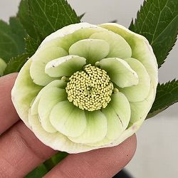 大和園さんのクリスマスローズ：26-13ダブル／4.5号ポット【現品販売】