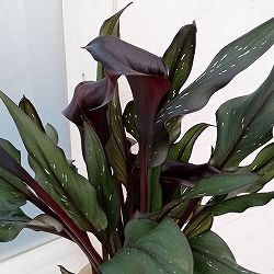 [26年4月下旬予約]カラー：メモリーズ　3号ポット