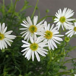 ブラキカム：ホワイティー3.5号ポット 6株セット