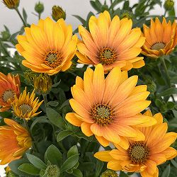 オステオスペルマム：フラワーパワー　サマーサン11cmポット