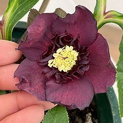 クリスマスローズ：ベルギー育種　ダブルブラック26-18／4.5号ポット【現品販売】