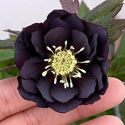 クリスマスローズ：ベルギー育種　ダブルブラック26-23／4.5号ポット【現品販売】