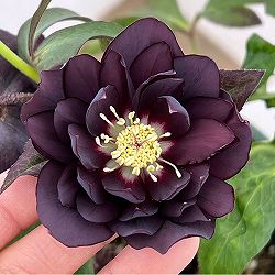 クリスマスローズ：ベルギー育種　ダブルブラック26-24／4.5号ポット【現品販売】