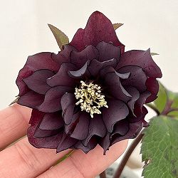 クリスマスローズ：ベルギー育種　ダブルブラック26-28／4.5号ポット【現品販売】