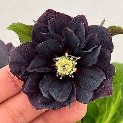 クリスマスローズ：ベルギー育種　ダブルブラック26-30／4.5号ポット【現品販売】