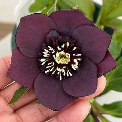 クリスマスローズ：ベルギー育種　セミダブルブラック26-17／4.5号ポット【現品販売】