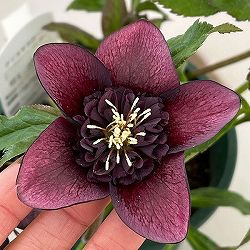 クリスマスローズ：ベルギー育種　セミダブルブラック26-18／4.5号ポット【現品販売】