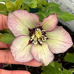 クリスマスローズ：ベルギー育種　セミダブルブラック26-19／4.5号ポット【現品販売】