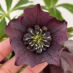 クリスマスローズ：ベルギー育種　セミダブルブラック26-20／4.5号ポット【現品販売】