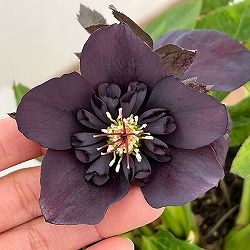 クリスマスローズ：ベルギー育種　セミダブルブラック26-21／4.5号ポット【現品販売】