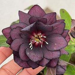 クリスマスローズ：ベルギー育種　セミダブルブラック26-22／4.5号ポット【現品販売】