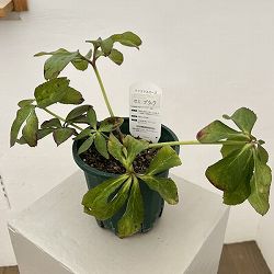 クリスマスローズ：ベルギー育種　セミダブルブラック26-24／4.5号ポット（株のみ）【現品販売】