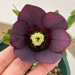 クリスマスローズ：ベルギー育種　セミダブルブラック26-25／4.5号ポット【現品販売】