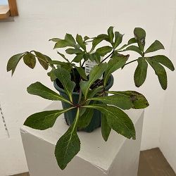 クリスマスローズ：ベルギー育種　セミダブルブラック26-27／4.5号ポット（株のみ）【現品販売】