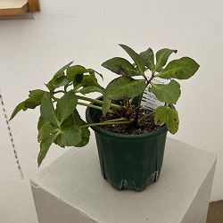 クリスマスローズ：ベルギー育種　セミダブルブラック26-28／4.5号ポット（株のみ）【現品販売】