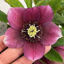 クリスマスローズ：ベルギー育種　セミダブルブラック26-29／4.5号ポット【現品販売】