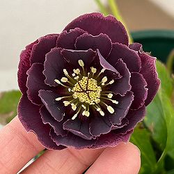 クリスマスローズ：ベルギー育種　ダブルオーバージーンホワイトエッジ26-17／4.5号ポット【現品販売】