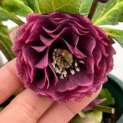 クリスマスローズ：ベルギー育種　ダブルオーバージーンホワイトエッジ26-18／4.5号ポット【現品販売】