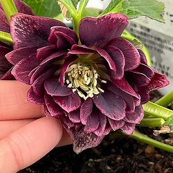 クリスマスローズ：ベルギー育種　ダブルオーバージーンホワイトエッジ26-20／4.5号ポット【現品販売】