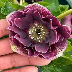 クリスマスローズ：ベルギー育種　ダブルオーバージーンホワイトエッジ26-22／4.5号ポット【現品販売】