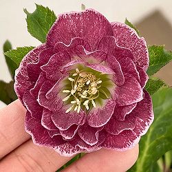 クリスマスローズ：ベルギー育種　ダブルオーバージーンホワイトエッジ26-23／4.5号ポット【現品販売】