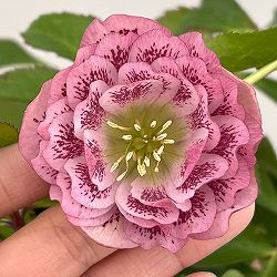 クリスマスローズ：ベルギー育種　ダブルオーバージーンホワイトエッジ26-24／4.5号ポット【現品販売】