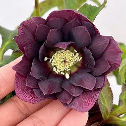 クリスマスローズ：ベルギー育種　ダブルオーバージーンホワイトエッジ26-27／4.5号ポット【現品販売】