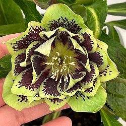 クリスマスローズ：ベルギー育種　ダブルグリーン26-18／4.5号ポット【現品販売】