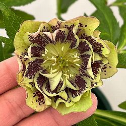 クリスマスローズ：ベルギー育種　ダブルグリーン26-19／4.5号ポット【現品販売】