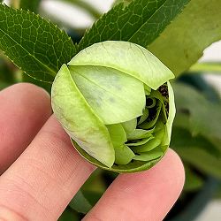 クリスマスローズ：ベルギー育種　ダブルグリーン26-22／4.5号ポット【現品販売】