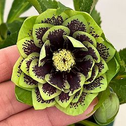 クリスマスローズ：ベルギー育種　ダブルグリーン26-24／4.5号ポット【現品販売】