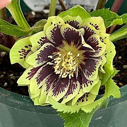 クリスマスローズ：ベルギー育種　ダブルグリーン26-25／4.5号ポット【現品販売】