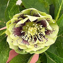 クリスマスローズ：ベルギー育種　ダブルグリーン26-26／4.5号ポット【現品販売】