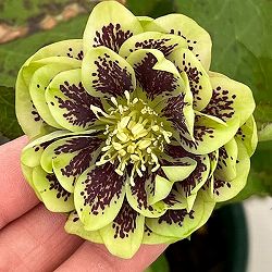 クリスマスローズ：ベルギー育種　ダブルグリーン26-27／4.5号ポット【現品販売】