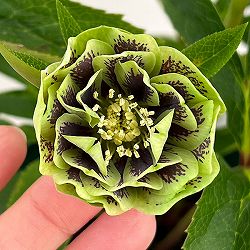 クリスマスローズ：ベルギー育種　ダブルグリーン26-28／4.5号ポット【現品販売】