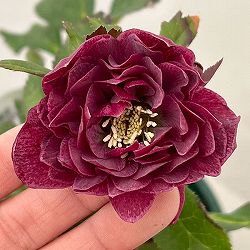 クリスマスローズ：ベルギー育種　ダブルレッドホワイトエッジ26-18／4.5号ポット【現品販売】