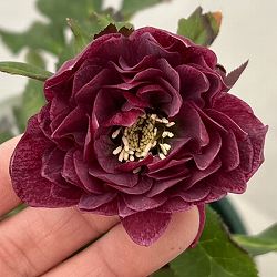 クリスマスローズ：ベルギー育種　ダブルレッドホワイトエッジ26-19／4.5号ポット【現品販売】（開花終了株）