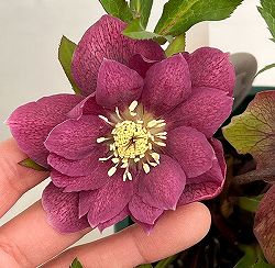 クリスマスローズ：ベルギー育種　ダブルレッドホワイトエッジ26-20／4.5号ポット【現品販売】