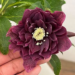 クリスマスローズ：ベルギー育種　ダブルレッドホワイトエッジ26-22／4.5号ポット【現品販売】