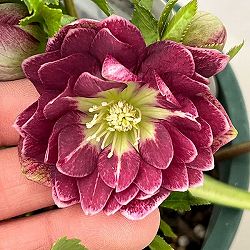 クリスマスローズ：ベルギー育種　ダブルレッドホワイトエッジ26-23／4.5号ポット【現品販売】