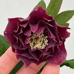 クリスマスローズ：ベルギー育種　ダブルレッドホワイトエッジ26-24／4.5号ポット【現品販売】