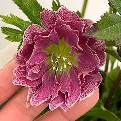 クリスマスローズ：ベルギー育種　ダブルレッドホワイトエッジ26-26／4.5号ポット【現品販売】