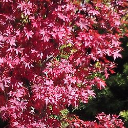 モミジ：トゥオンブリーズ・レッド・センチネル6号ポット