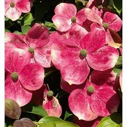 ヤマボウシ：ソレイリュージュ6号ポット