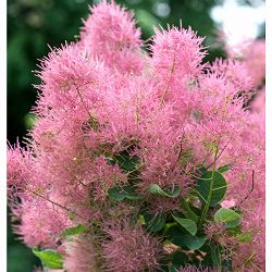 スモークツリー：スモーキージョー6号ポット