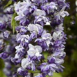 フジ（藤）：グランデディーバ＆#174;セシリア5号ポット